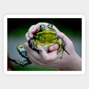 a Big bullfrog... Sticker